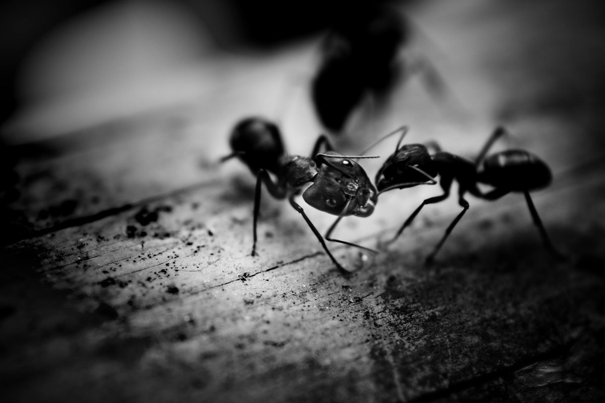 Ant Extermination in Edmonton
