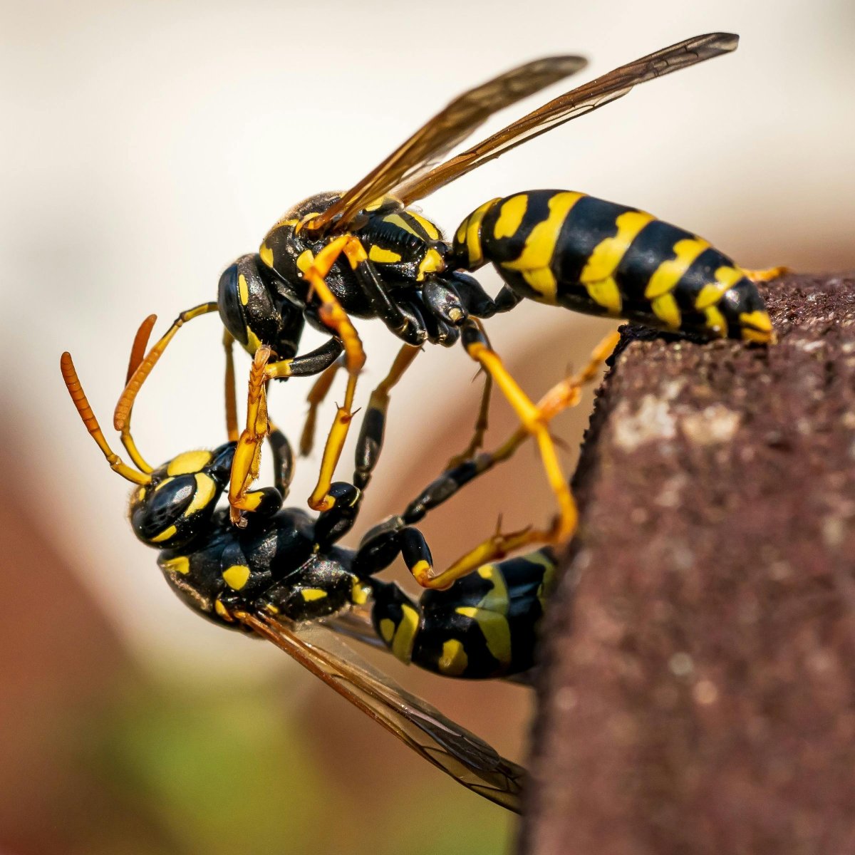 Edmonton Wasp Treatment