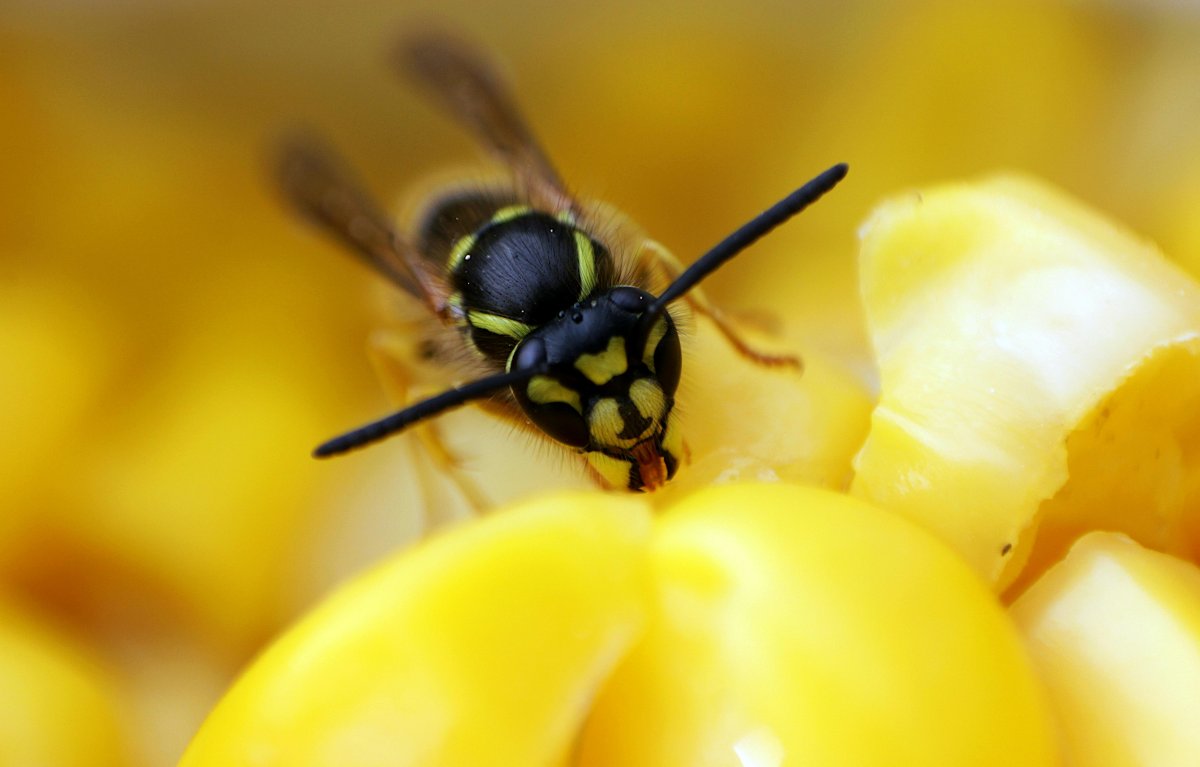 Wasp Extermination in Edmonton